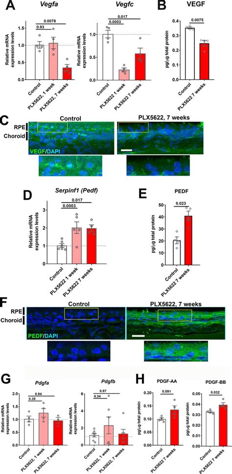 CSF1R Blockade Induces Macrophage Ablation And Results In Mouse