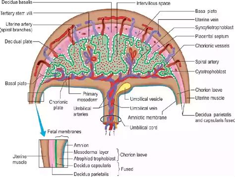 Function Of Placenta Rnnursingexam