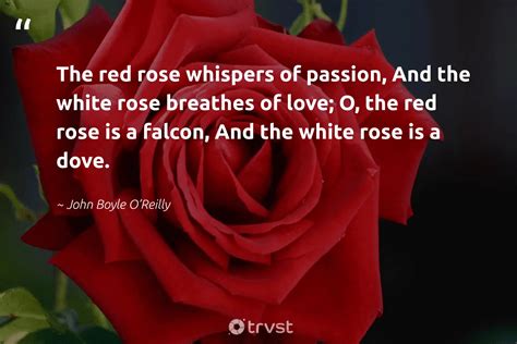 Top 999 Red Roses Images With Love Quotes Amazing Collection Red