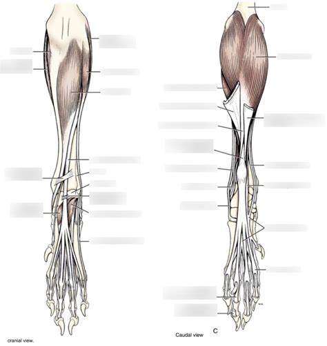 Muscles Of The Distal Pelvic Limb Diagram Quizlet