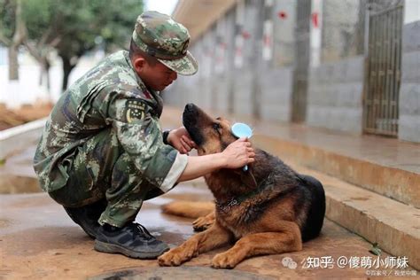 军犬退役后怎么处理？军犬退役后的新征程：英雄犬的新生活！ 知乎