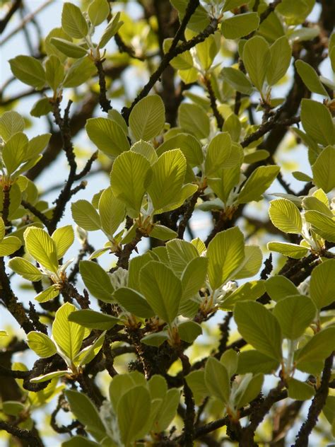 Download free photo of Real whitebeam,haw,tree,leaves,back light - from ...