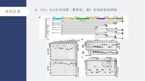 科学网—n端前到肽的自催化和异催化处理促进c端纤连蛋白iii型结构域介导的嗜热vpr样蛋白酶的二聚体化 苏小运的博文