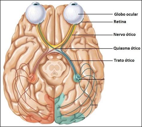 Molero A 2012 Principios de neurociencia y comportamiento España