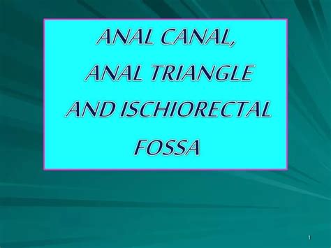 Ppt Anal Canal Anal Triangle And Ischiorectal Fossa Powerpoint