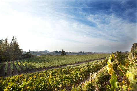 Viña Maipo Concha y Toro Digrans