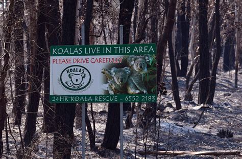 First Koala Joey Born in Australian Reptile Park After Devastating ...