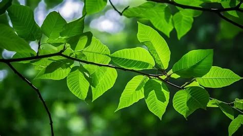 Nature S Beauty Textured Green Tree Leaves And Branches Background