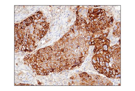 Cd D O P Rabbit Mab Cell Signaling Technology