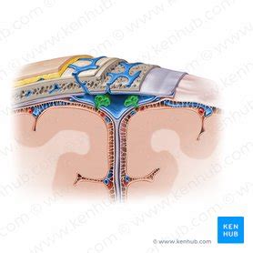 Arachnoid granulations: Anatomy and function | Kenhub