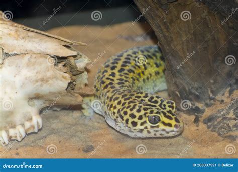 Common Leopard Gecko In A Sandy Terrarium Stock Image Image Of Sand