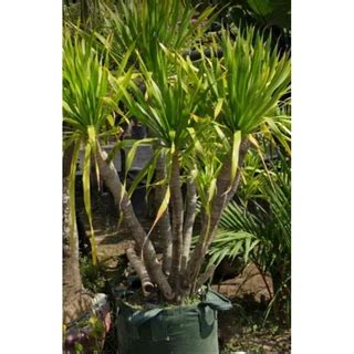 jual pandan bali terlengkap harga terbaru juni  shopee indonesia