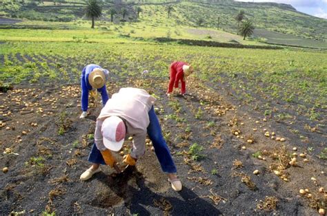 Informes De Estado De Explotaciones Agrícolas Agroingenia