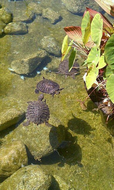 Dónde tener a una tortuga en casa