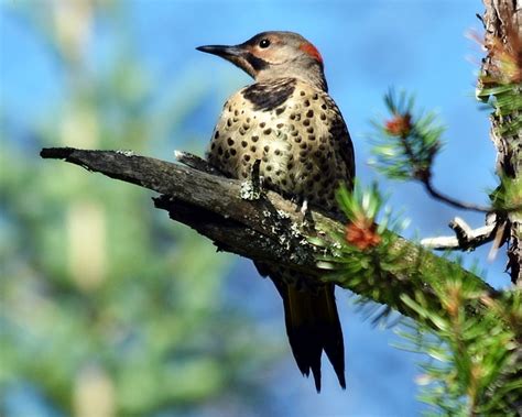 Northern Flicker Woodpecker Bird Free Photo On Pixabay Pixabay