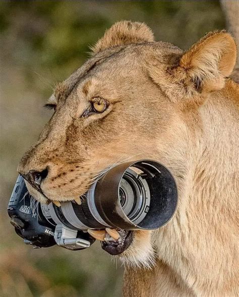 Wildlife Photographer Gag