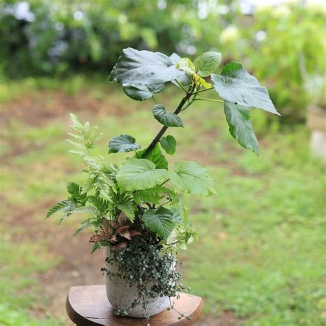 【室内・観葉植物】曲がりの美しいウンベラータのプランツギャザリング 多肉植物 木の実と葉っぱ 通販｜creemaクリーマ