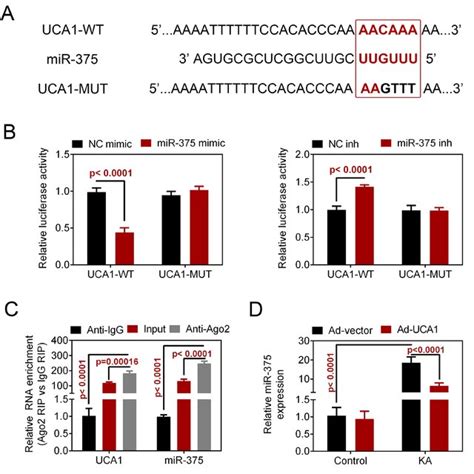 Uca1 Was Combined With MiR 375 A The Target Binding Sites Of MiR 375