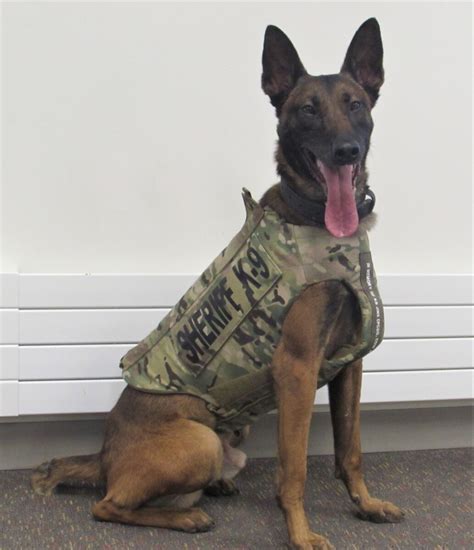 Beltrami Co Sheriffs Office K9 Receives New Body Armor Lakeland Pbs