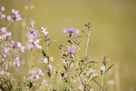 Kostenlose foto Natur Gras Ast blühen Wiese Blume Blütenblatt