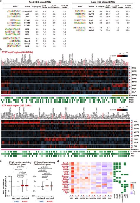 Enrichment Of Transcription Factor Binding Motifs At Dars In Aged