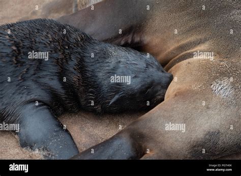 Baby White Seals Cuddling