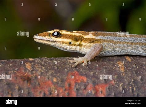 Dwarf Gecko Lygodactylus Kimhowelli Portrait Stock Photo Alamy