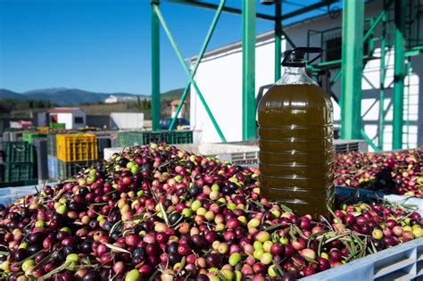 El Precio Del Aceite De Oliva Se Elev Un En Noviembre Con Una