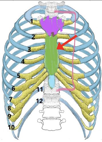 Sternum Rib Flashcards Quizlet