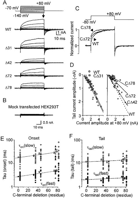 Voltage Activated Currents In Wild Type Trpv And C Terminal Truncated