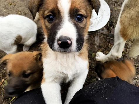 The Story Of The Radioactive Puppies That Thrived In Chernobyl In 10