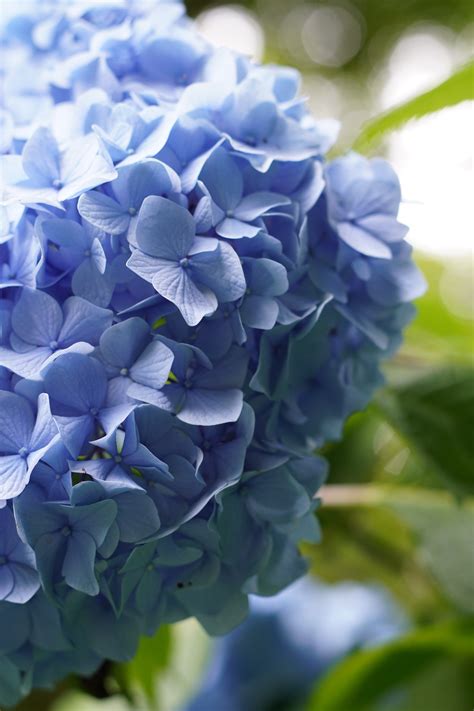 Blue Hydrangeas with Green Leaves · Free Stock Photo