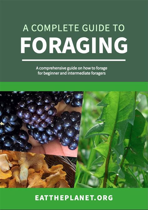 A Complete Guide to Foraging - ebook - Eat The Planet