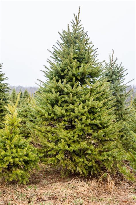 Christmas Tree Farms Near Me - Best Christmas Tree Farms in U.S.