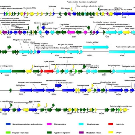 Graphical Representation Of The VB AviM AVP AVP Genome The 165 ORFs