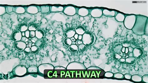 Ppt C Cycle Of Photosynthesis Hatch And Slack Pathway Powerpoint