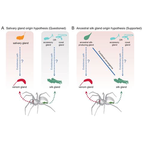 Core network module of the common house spider venom glands. a ...