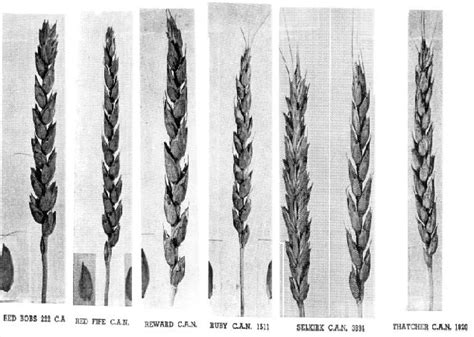 Grassroot Solutions Heritage Wheat Varieties