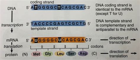 RNA And Genetic Code Flashcards Quizlet