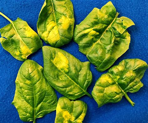 Downy Mildew On Spinach Vegetable Pathology Long Island