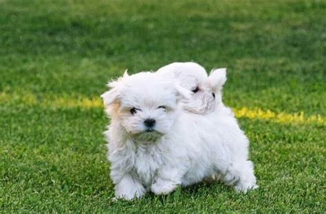 Cómo adiestrar un Bichón Maltés cachorro y adulto Smylepets