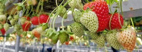 One Bite For More Strawberry Picking In Chiba News Chiba Convention Bureauand International