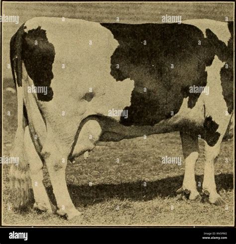 Cerebro de vaca y sus partes fotografías e imágenes de alta resolución