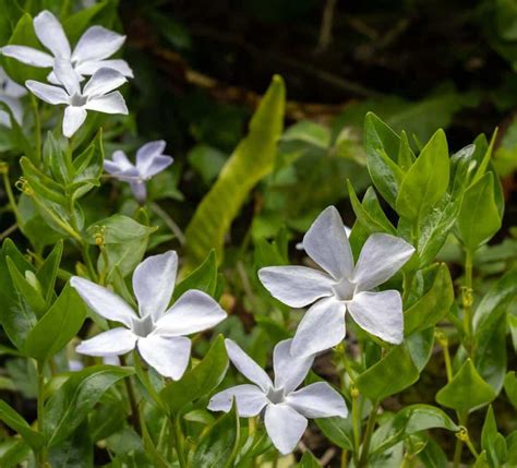 Sceau De Salomon Plantation Entretien Et Multiplication