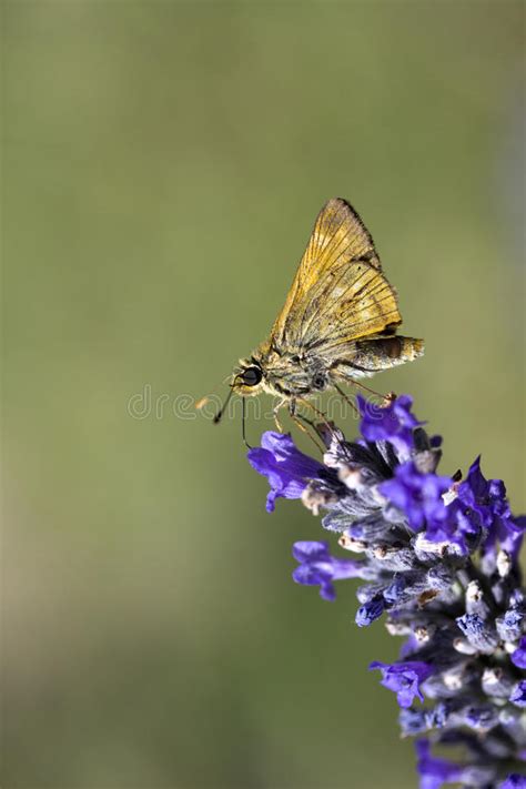 Small Skipper Butterfly Thymelicus Sylvestris Stock Image Image Of