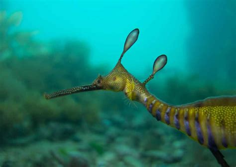 Common Seadragon Profile Traits Diet Breeding Facts Seafish