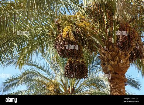 Clusters Of Dates Hanging From The Tree At A Date Plantation Raw Date