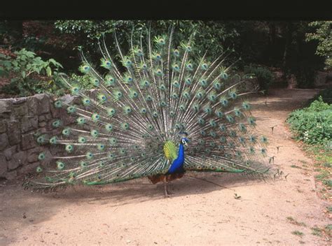 Aplin Peacock 1995 0007 Los Angeles County Arboretum Flickr