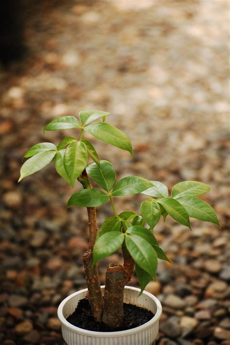 15 plantas de la suerte según el Feng Shui Lifestyle