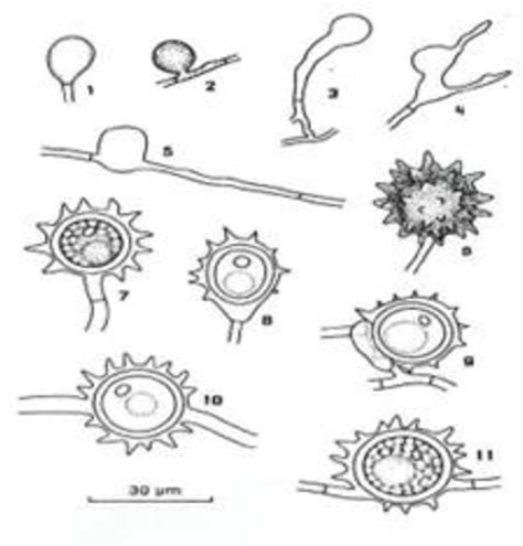 Figure 1 from Possibilities of using Pythium oligandrum against fungal plant pathogens in ...